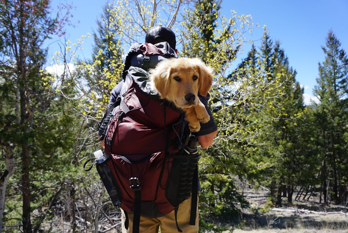 A hiker in a grove of young conifer trees. A golden retriever is in his backpack, looking back toward the camera.